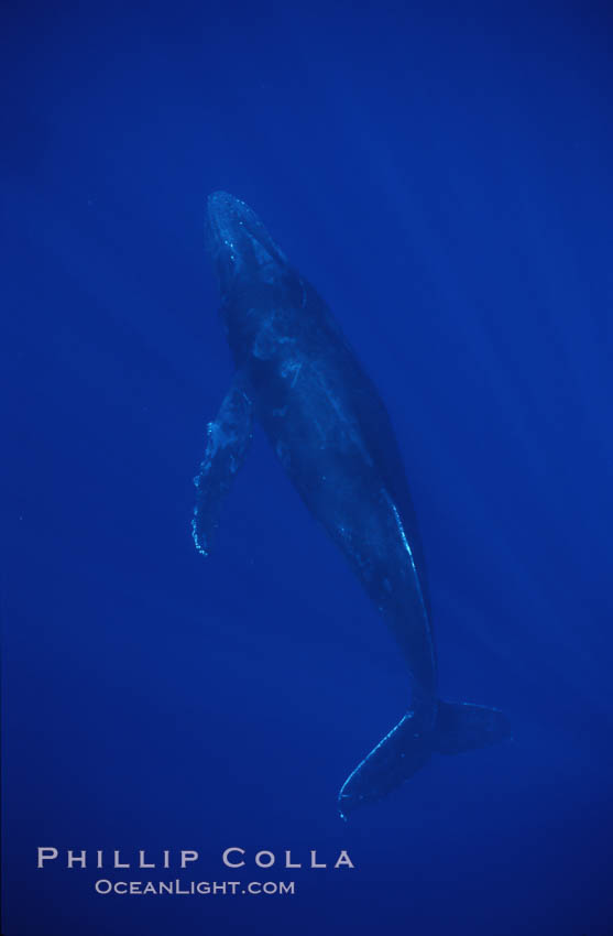 Humpback whale. Maui, Hawaii, USA, Megaptera novaeangliae, natural history stock photograph, photo id 04500