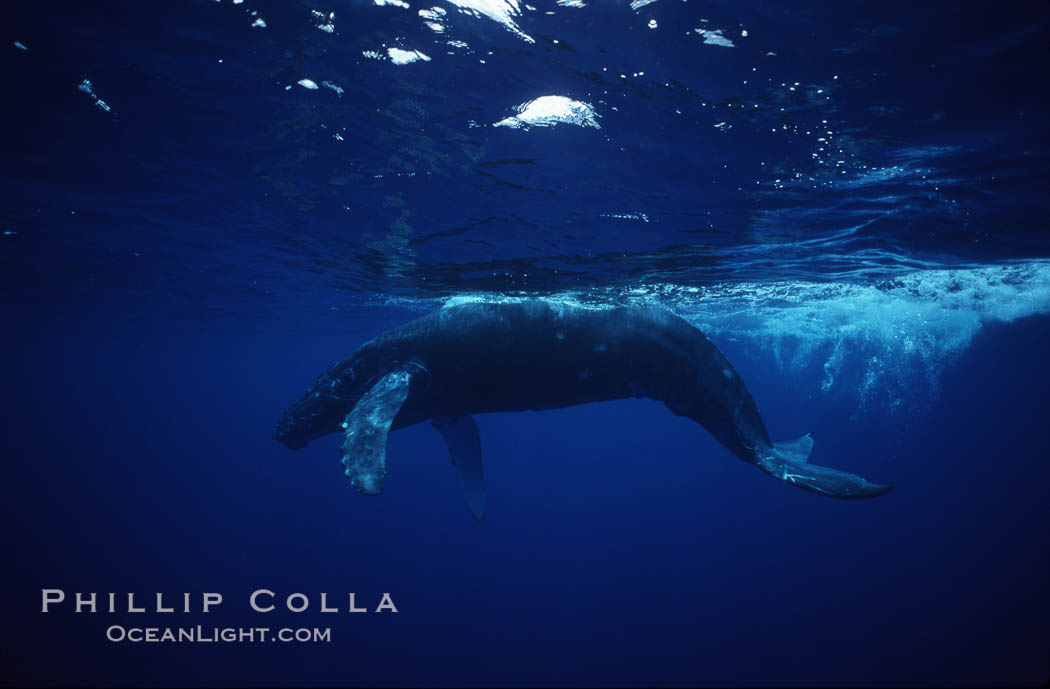 Humpback whale calf., Megaptera novaeangliae, natural history stock photograph, photo id 04508