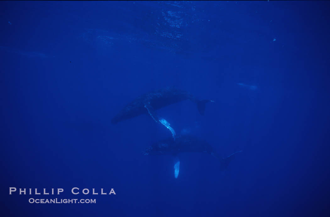 Humpback whales., Megaptera novaeangliae, natural history stock photograph, photo id 04512