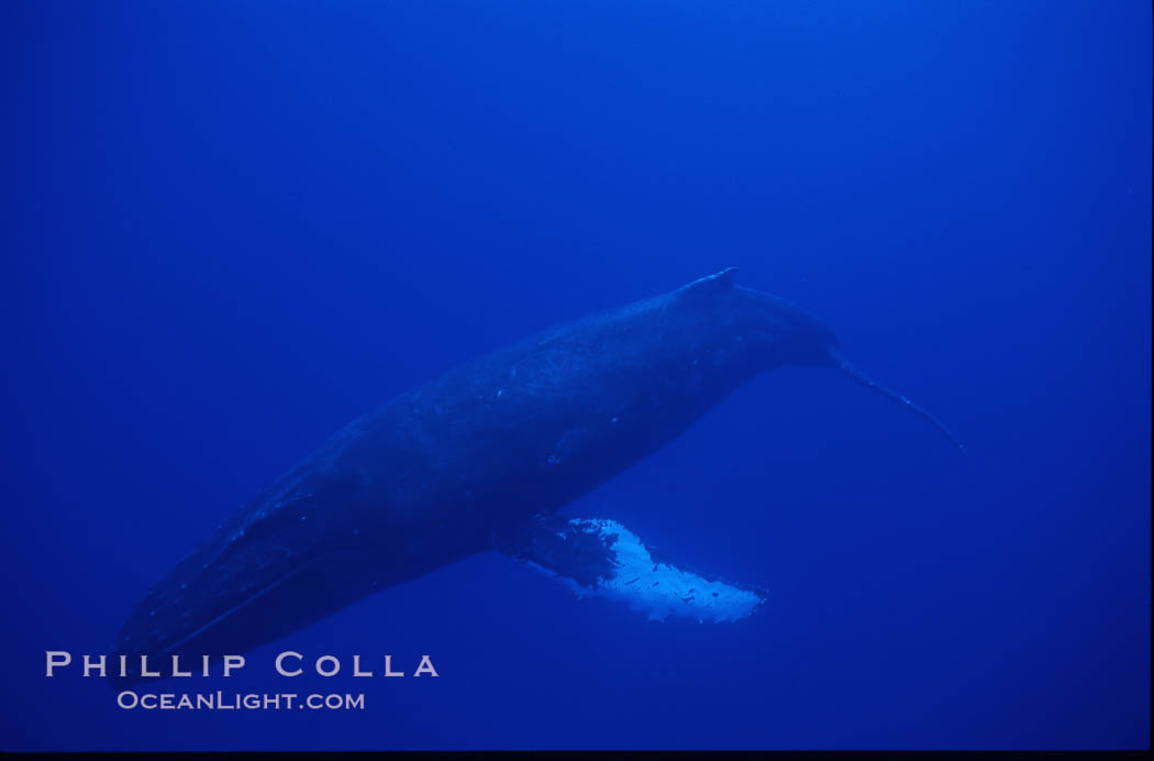 Humpback whale. Maui, Hawaii, USA, Megaptera novaeangliae, natural history stock photograph, photo id 04520