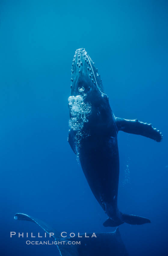Humpback whale calf. Maui, Hawaii, USA, Megaptera novaeangliae, natural history stock photograph, photo id 04532