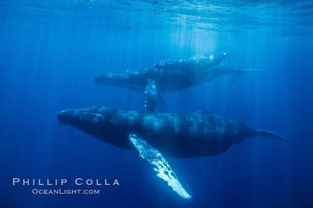 Humpback whales, mother, calf and male escort. Maui, Hawaii, USA, Megaptera novaeangliae, natural history stock photograph, photo id 04455