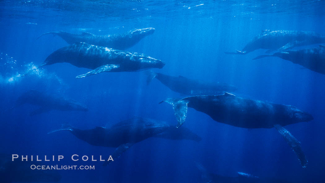 Large competitive group of humpback whales, eleven adult humpback whales seen in this image, part of a 16 whale competitive group. Maui, Hawaii, USA, Megaptera novaeangliae, natural history stock photograph, photo id 04459