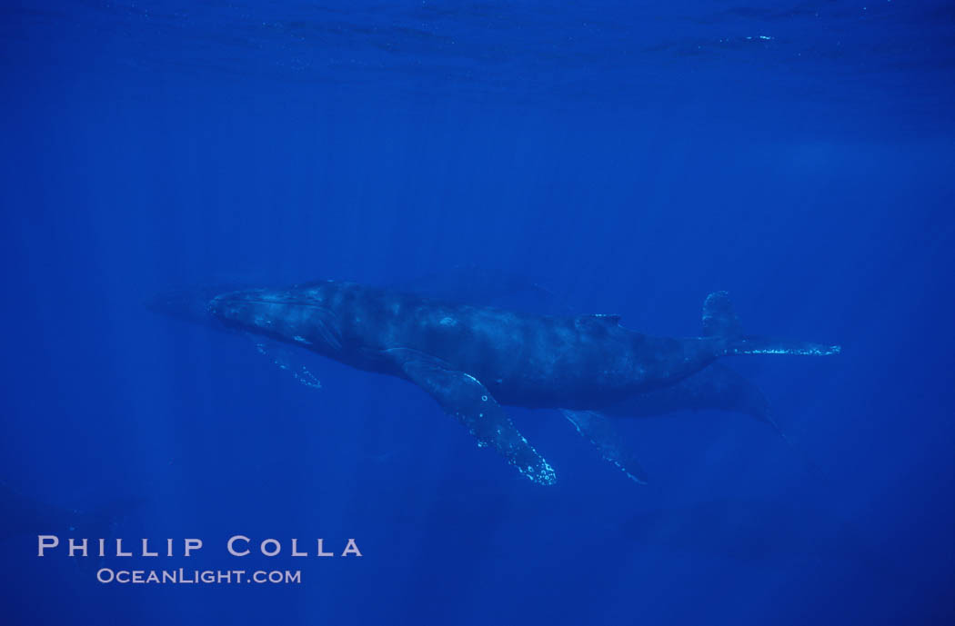 Humpback whales. Maui, Hawaii, USA, Megaptera novaeangliae, natural history stock photograph, photo id 04463