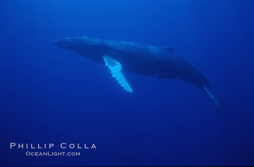 Humpback whales. Maui, Hawaii, USA, Megaptera novaeangliae, natural history stock photograph, photo id 04467