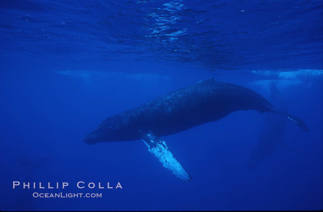 Humpback whales. Maui, Hawaii, USA, Megaptera novaeangliae, natural history stock photograph, photo id 04471