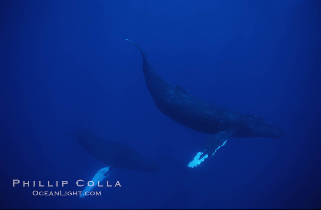 Humpback whales. Maui, Hawaii, USA, Megaptera novaeangliae, natural history stock photograph, photo id 04499