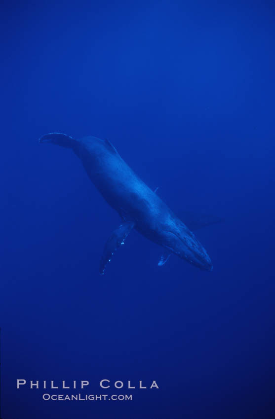 Humpback whale. Maui, Hawaii, USA, Megaptera novaeangliae, natural history stock photograph, photo id 04503