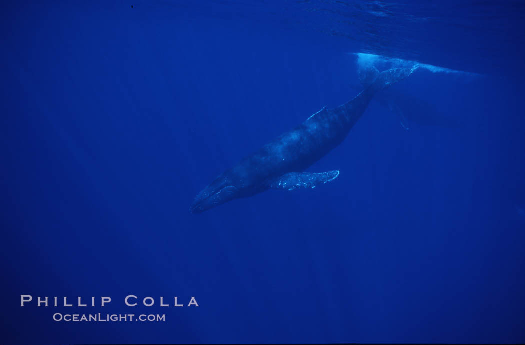 Humpback whale. Maui, Hawaii, USA, Megaptera novaeangliae, natural history stock photograph, photo id 04511