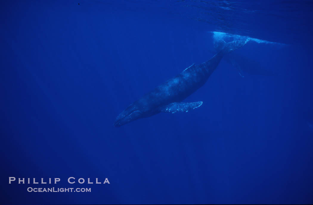 Humpback whale., Megaptera novaeangliae, natural history stock photograph, photo id 04511
