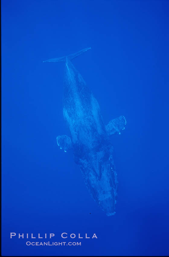 Humpback whale. Maui, Hawaii, USA, Megaptera novaeangliae, natural history stock photograph, photo id 04523