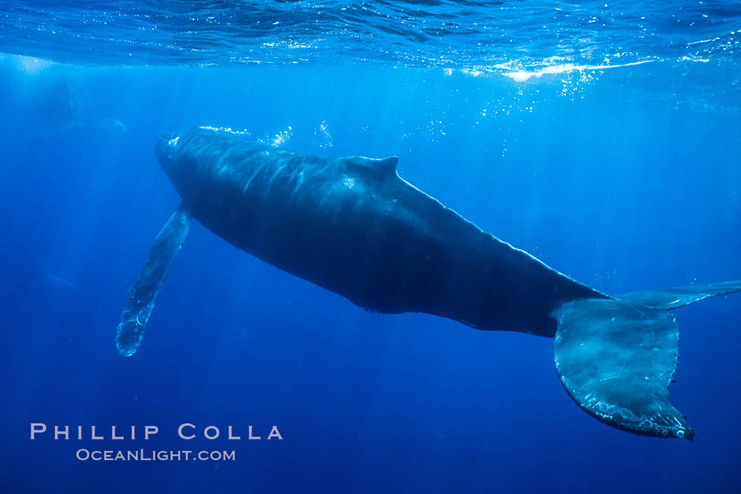 North Pacific humpback whale underwater. Maui, Hawaii, USA, Megaptera novaeangliae, natural history stock photograph, photo id 04417