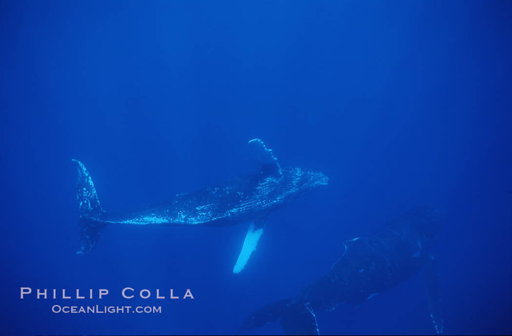 Humpback whale turning with pectoral fins. Maui, Hawaii, USA, Megaptera novaeangliae, natural history stock photograph, photo id 04453