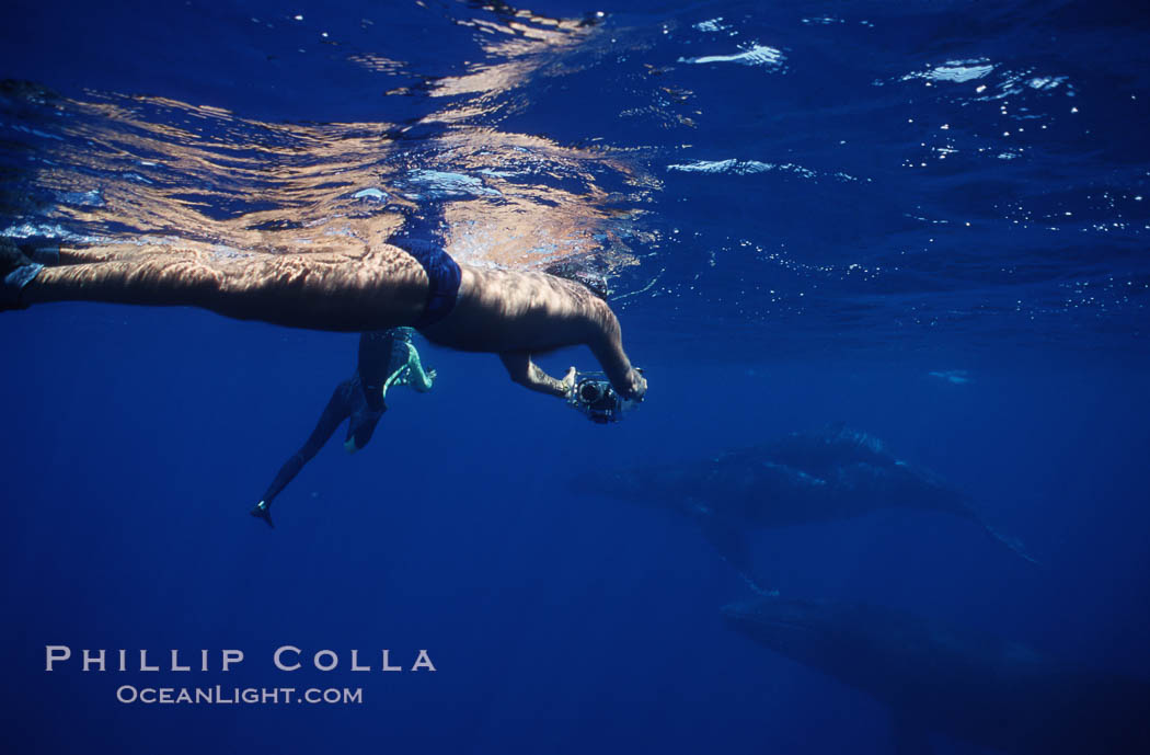 Research divers videotaping humpback whale competitive group. Maui, Hawaii, USA, Megaptera novaeangliae, natural history stock photograph, photo id 04457