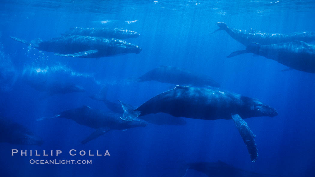 Large competitive group of humpback whales, eleven adult humpback whales seen in this image, part of a 16 whale competitive group. Maui, Hawaii, USA, Megaptera novaeangliae, natural history stock photograph, photo id 04461