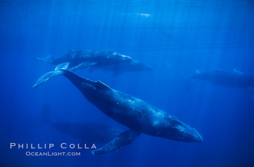 Large competitive group of humpback whales seen underwater. Maui, Hawaii, USA, Megaptera novaeangliae, natural history stock photograph, photo id 04465