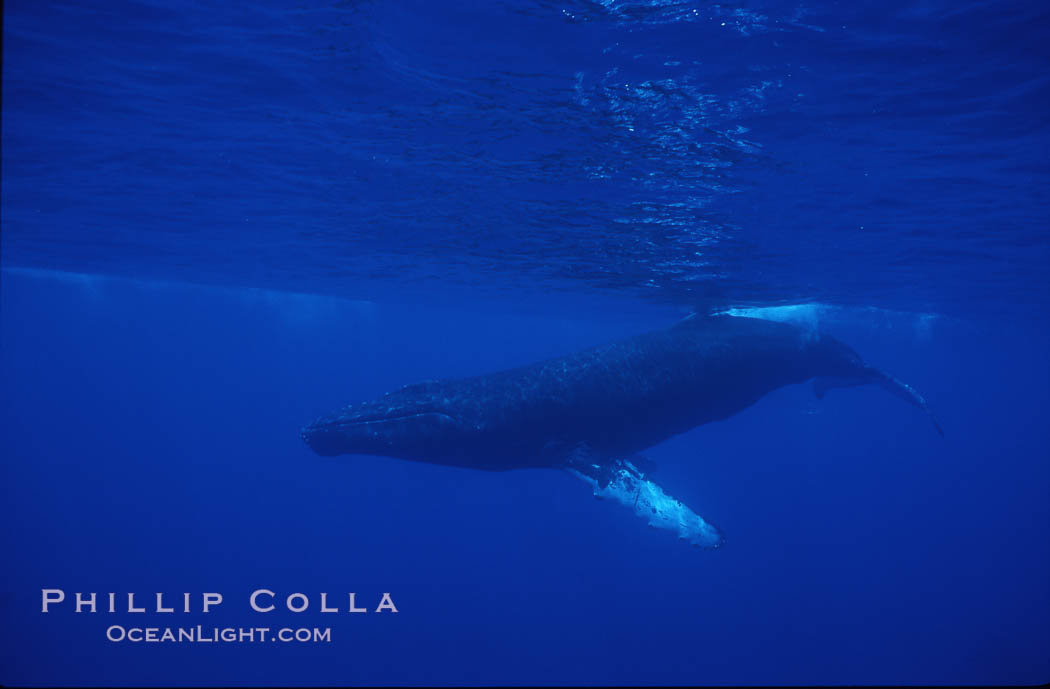 Humpback whales. Maui, Hawaii, USA, Megaptera novaeangliae, natural history stock photograph, photo id 04473
