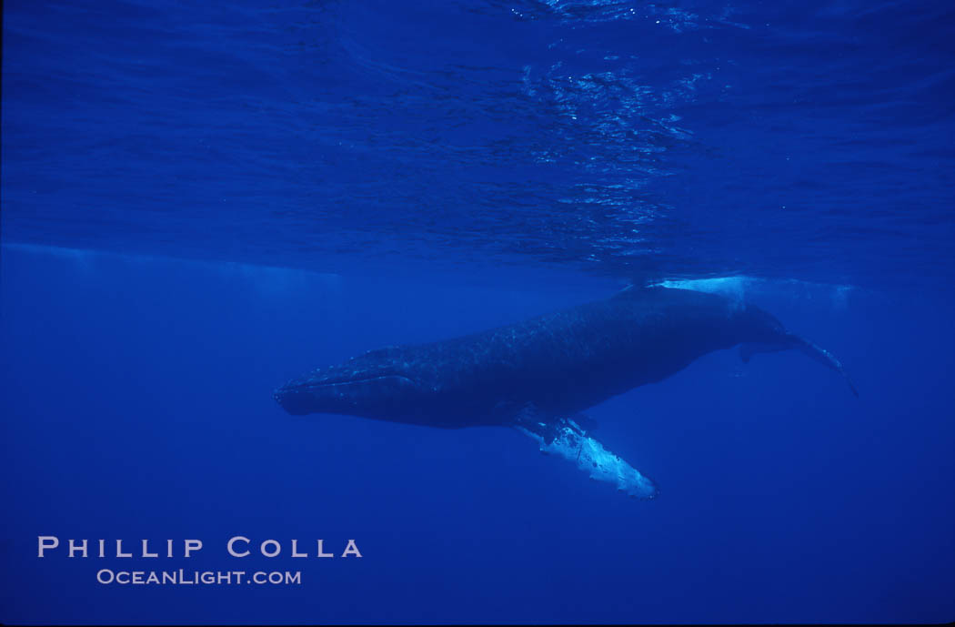 Humpback whales., Megaptera novaeangliae, natural history stock photograph, photo id 04473