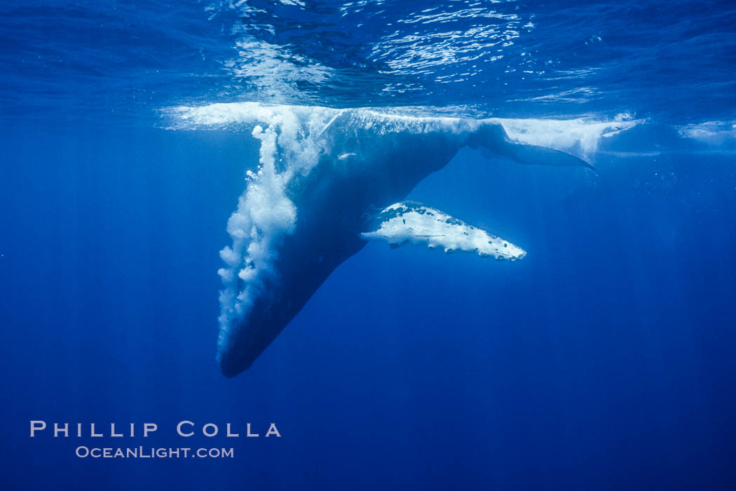 Male humpback whale emits an underwater stream of bubbles as it dives quickly during competitive group activities. Maui, Hawaii, USA, Megaptera novaeangliae, natural history stock photograph, photo id 04493