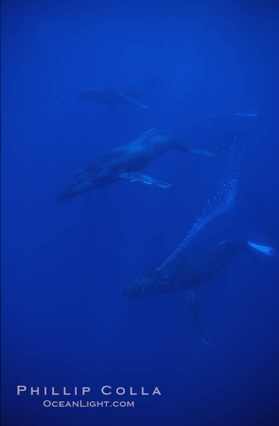 Humpback whales. Maui, Hawaii, USA, Megaptera novaeangliae, natural history stock photograph, photo id 04497