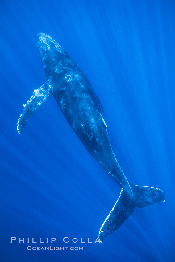 Hawaiian humpback whale underwater, sun beams dappling the whale in clear oceanic waters. Maui, USA, Megaptera novaeangliae, natural history stock photograph, photo id 04501