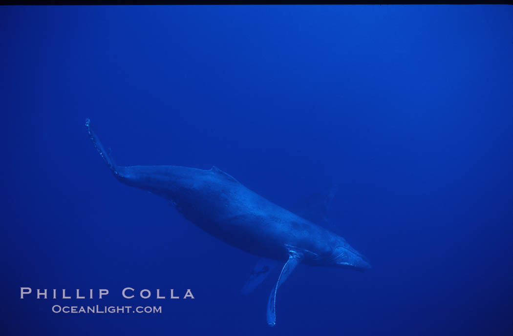 Humpback whale. Maui, Hawaii, USA, Megaptera novaeangliae, natural history stock photograph, photo id 04505