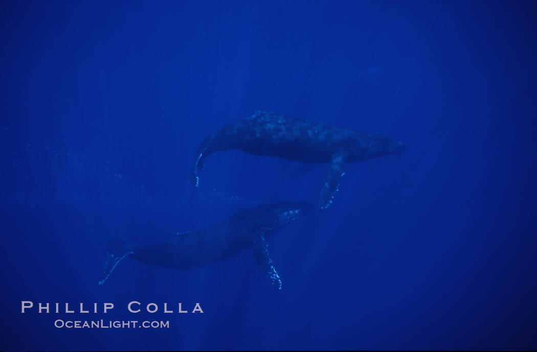 Humpback whales. Maui, Hawaii, USA, Megaptera novaeangliae, natural history stock photograph, photo id 04513