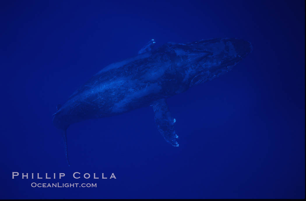 Humpback whale. Maui, Hawaii, USA, Megaptera novaeangliae, natural history stock photograph, photo id 04521