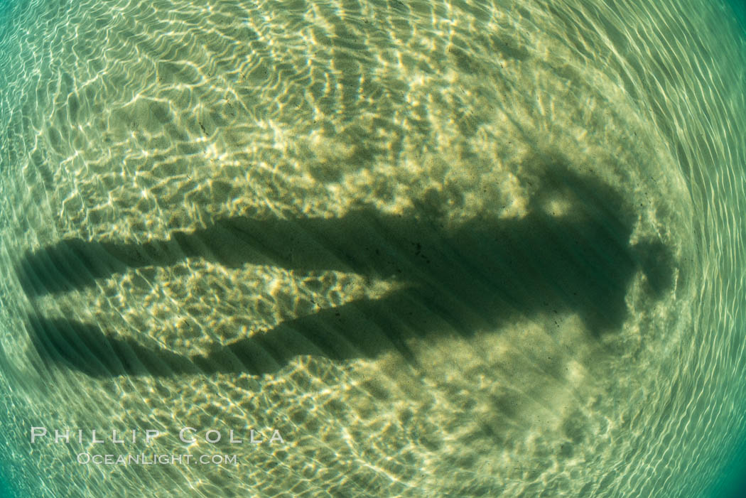 Underwater Light and Sand, Lake Tahoe, Nevada. USA, natural history stock photograph, photo id 32350