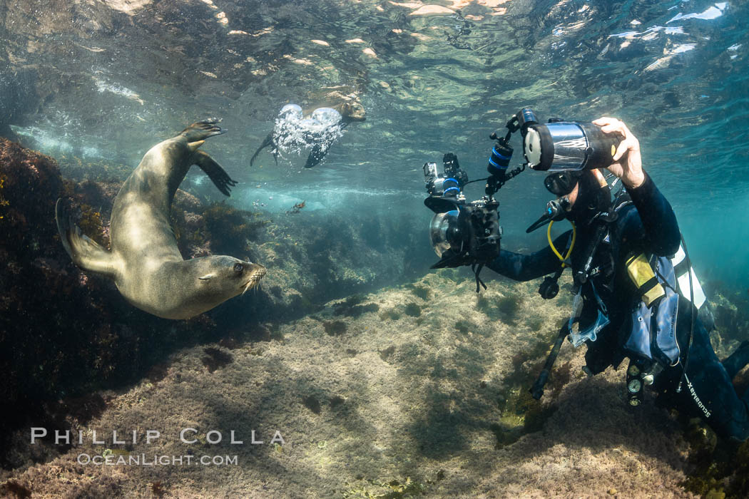 Underwater Photographer and California Sea Lions, Coronado Islands, Baja California, Mexico. Coronado Islands (Islas Coronado), Zalophus californianus, natural history stock photograph, photo id 36531
