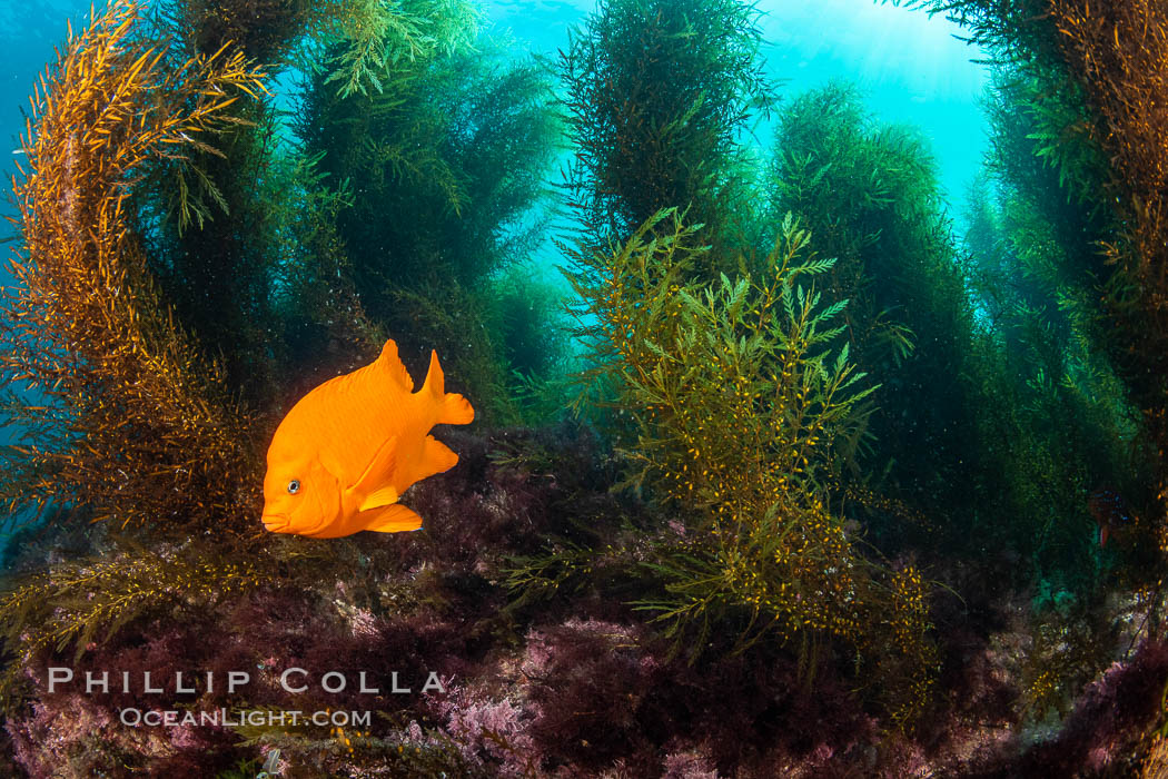 Underwater reef scene, Coronado Islands, Mexico. Coronado Islands (Islas Coronado), Baja California, Hypsypops rubicundus, natural history stock photograph, photo id 35094