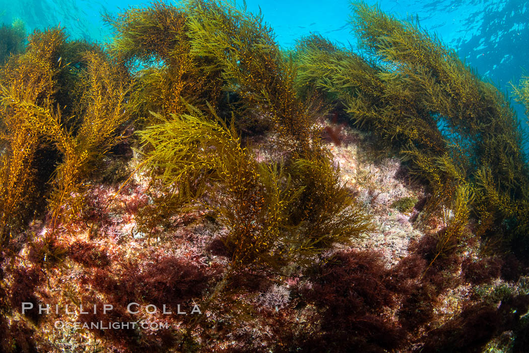 Underwater reef scene, Coronado Islands, Mexico. Coronado Islands (Islas Coronado), Baja California, natural history stock photograph, photo id 35093