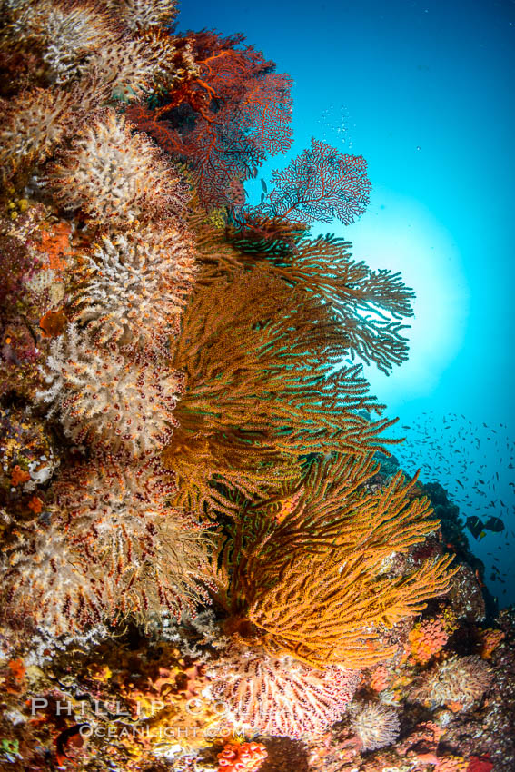 Underwater Reef with Invertebrates, Gorgonians, Coral Polyps, Sea of Cortez, Baja California. Mikes Reef, Mexico, natural history stock photograph, photo id 33494
