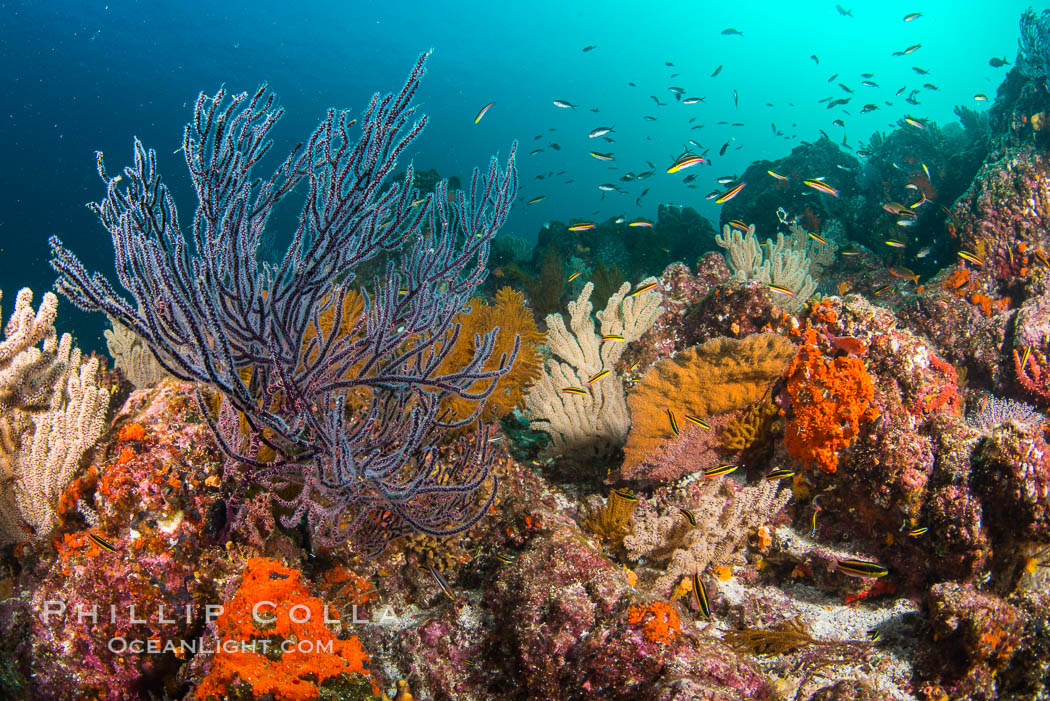 Underwater Reef with Invertebrates, Gorgonians, Coral Polyps, Sea of Cortez, Baja California. Mikes Reef, Mexico, natural history stock photograph, photo id 33512