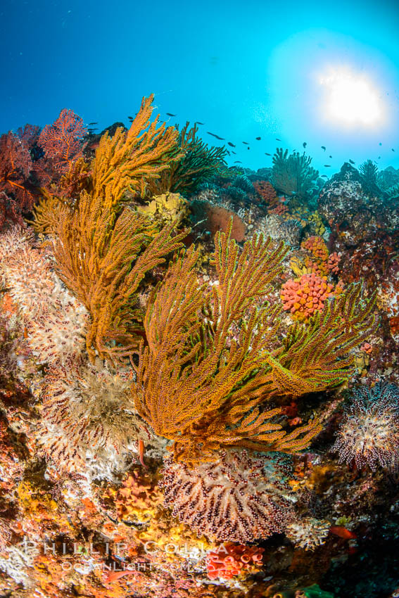 Underwater Reef with Invertebrates, Gorgonians, Coral Polyps, Sea of Cortez, Baja California. Mikes Reef, Mexico, natural history stock photograph, photo id 33495