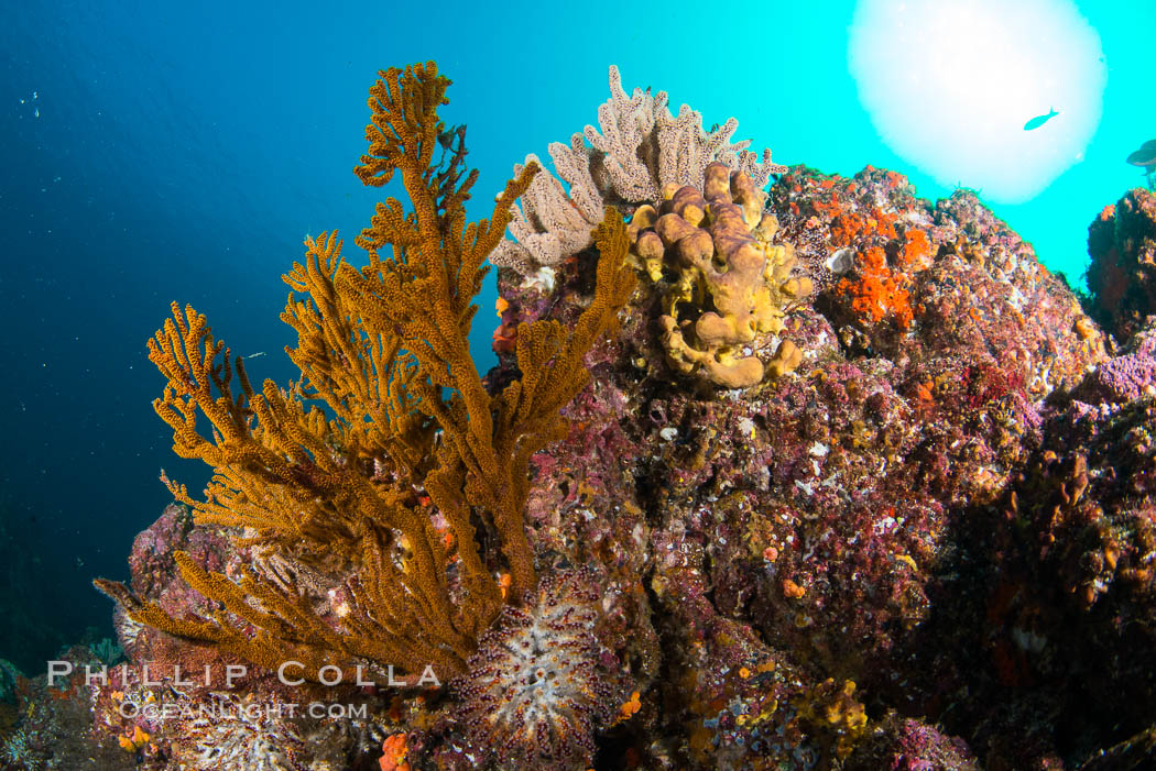 Underwater Reef with Invertebrates, Gorgonians, Coral Polyps, Sea of Cortez, Baja California. Mikes Reef, Mexico, natural history stock photograph, photo id 33511