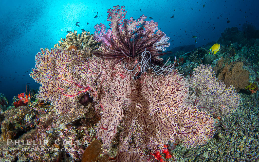 Underwater reefscape in Fiji, south Pacific., natural history stock photograph, photo id 41424
