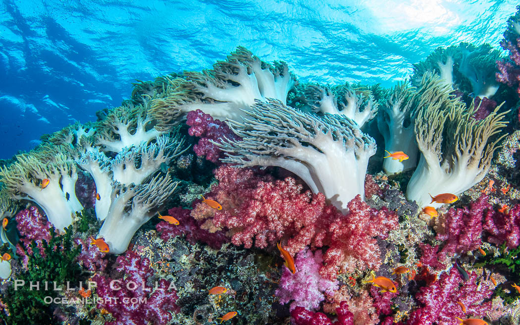 Underwater reefscape in Fiji, south Pacific., natural history stock photograph, photo id 41415