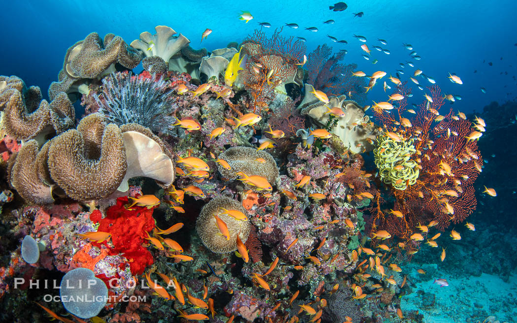 Underwater reefscape in Fiji, south Pacific., natural history stock photograph, photo id 41425