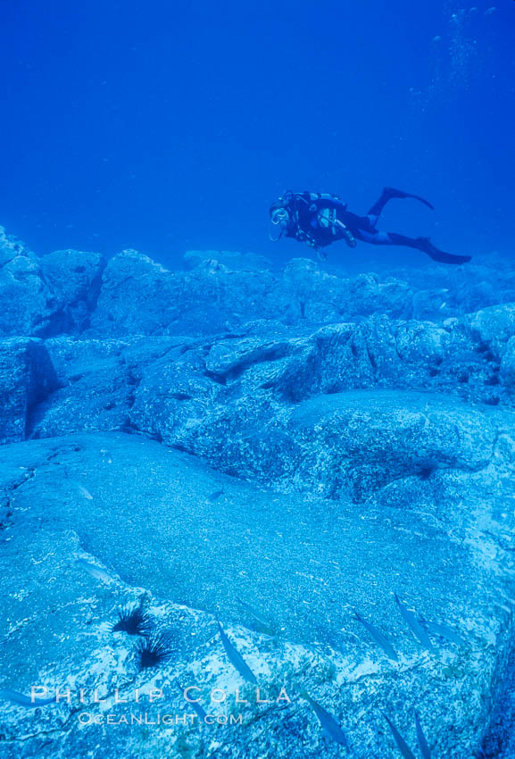 Underwater seascape, Guadalupe Island, Mexico., natural history stock photograph, photo id 36159