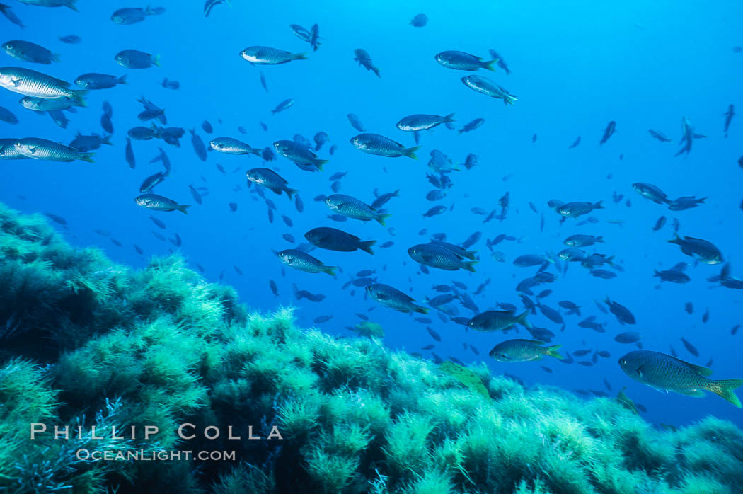 Underwater seascape, Guadalupe Island, Mexico. Guadalupe Island (Isla Guadalupe), Baja California, natural history stock photograph, photo id 36183