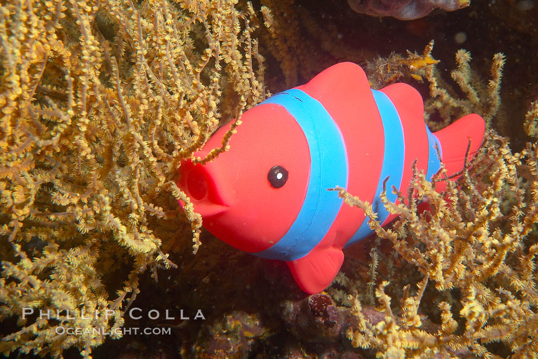 Undescribed fish species. Cousins, Galapagos Islands, Ecuador, natural history stock photograph, photo id 16462