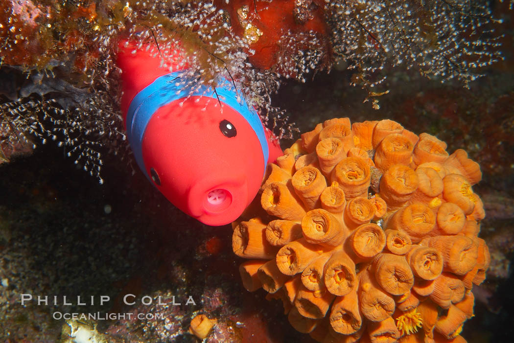 Undescribed fish species. Cousins, Galapagos Islands, Ecuador, natural history stock photograph, photo id 16470