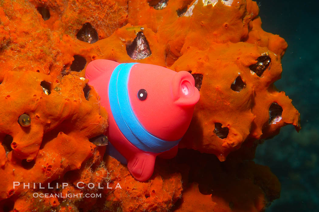 Undescribed fish species. Cousins, Galapagos Islands, Ecuador, natural history stock photograph, photo id 16474