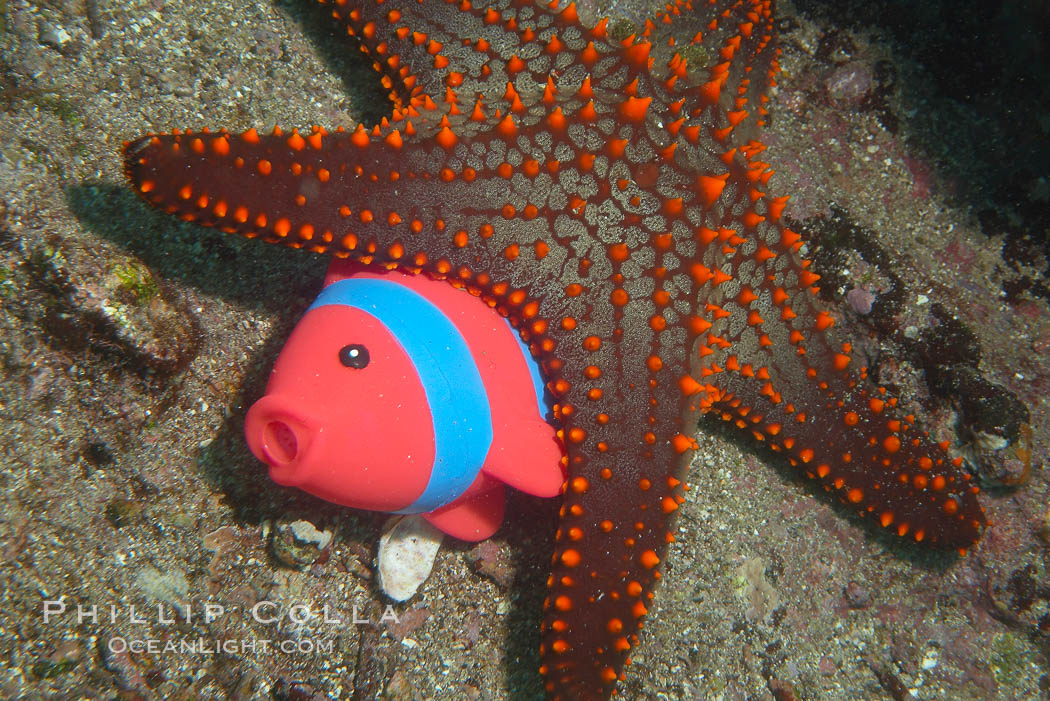 Undescribed fish species. Cousins, Galapagos Islands, Ecuador, natural history stock photograph, photo id 16464