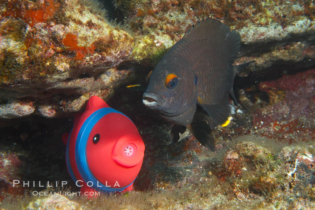 Undescribed fish species. Cousins, Galapagos Islands, Ecuador, natural history stock photograph, photo id 16468