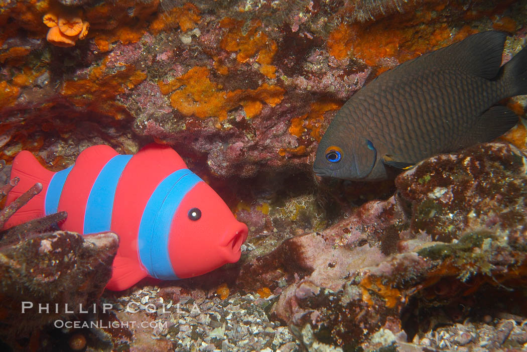 Undescribed fish species. Cousins, Galapagos Islands, Ecuador, natural history stock photograph, photo id 16472
