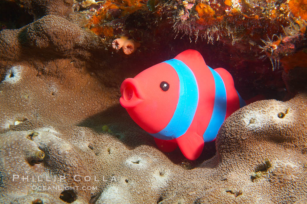 Undescribed fish species. Cousins, Galapagos Islands, Ecuador, natural history stock photograph, photo id 16463