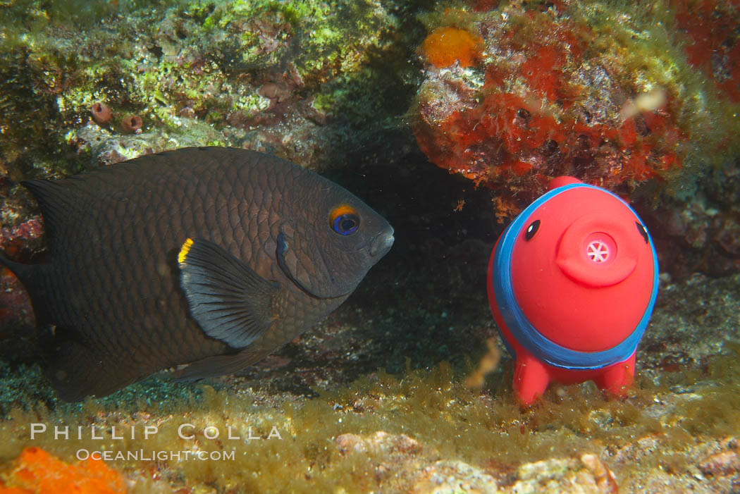 Undescribed fish species. Cousins, Galapagos Islands, Ecuador, natural history stock photograph, photo id 16467