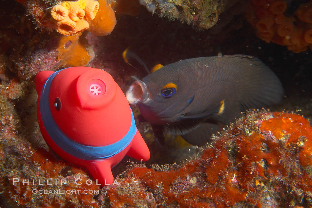 Undescribed fish species. Cousins, Galapagos Islands, Ecuador, natural history stock photograph, photo id 16471